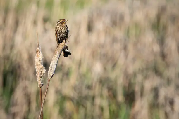 Photo of Closeup of a saltmarsh sparrow perched on dried plants in a field under the sunlight