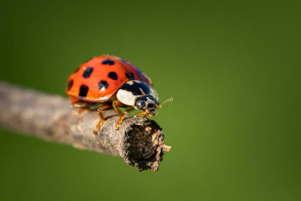 istock Closeup shot of a ladybug on a branch 1440290778