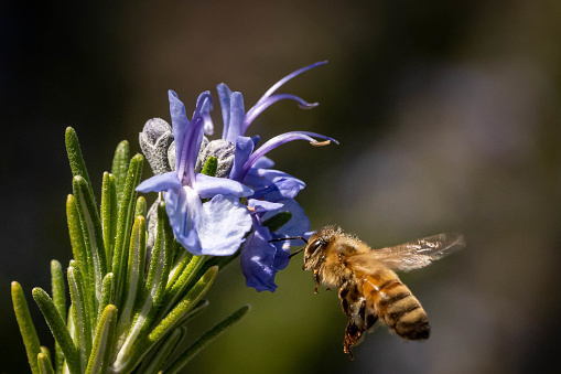 A closeup of a bumblebee flying towards a rosemary flower in a field under the sunlight