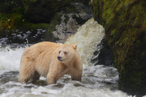 istock Endearing white spirit bear (Ursus americanus kermodei) on background of a waterfall 1440290867
