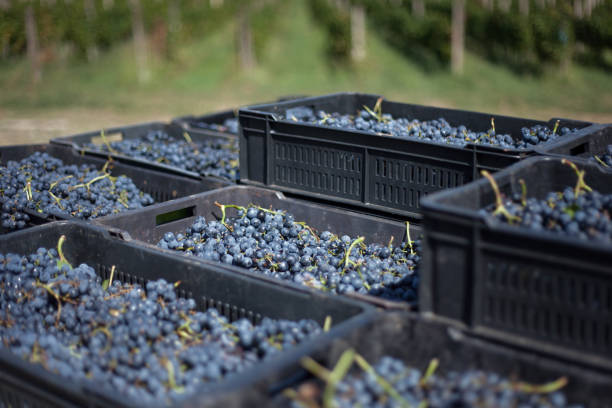 istock Selective focus shot of black harvested grapes in boxes 1440290869