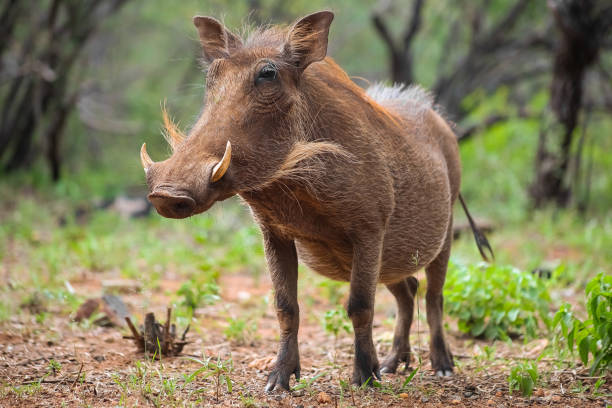 A shallow focus of a common warthog looking aside in a game reserve