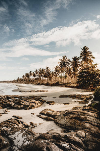 istock Vertical shot of palm trees on the beach on a cloudy day 1440290901