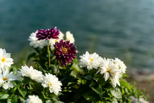 A closeup shot of white and violet Georgine flowers on the blurred background