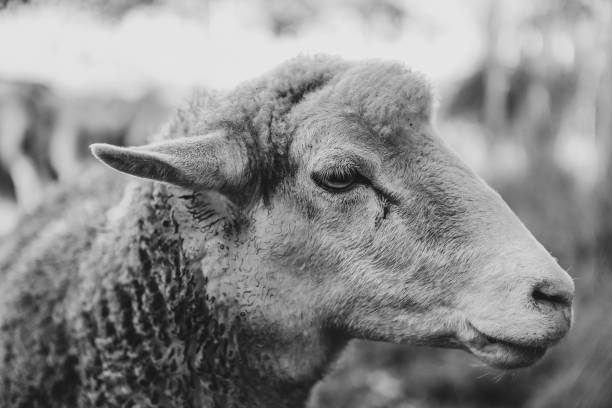 istock Grayscale shot of a sheep on a blurry background 1440291876