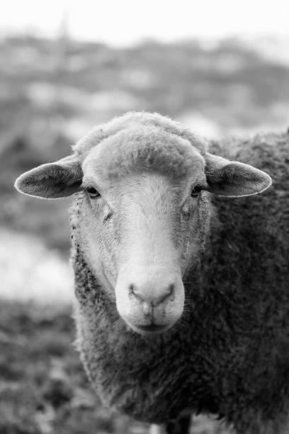 istock Grayscale shot of a sheep on a blurry background 1440291877