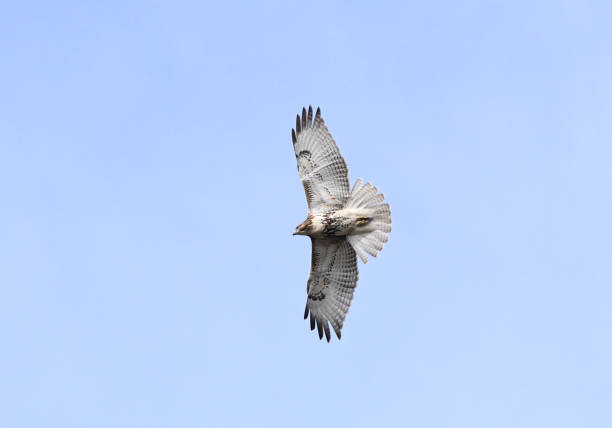 istock Isolated shot of the flying hawk on a blue sky background 1440292245