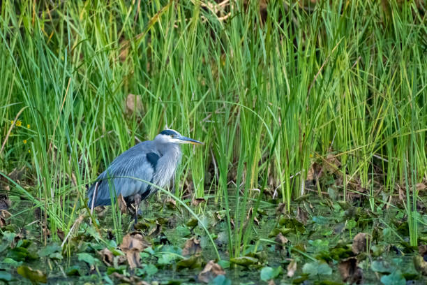 istock Selective focus closeup of a bird perching under the  grass blades in a pond 1440292266