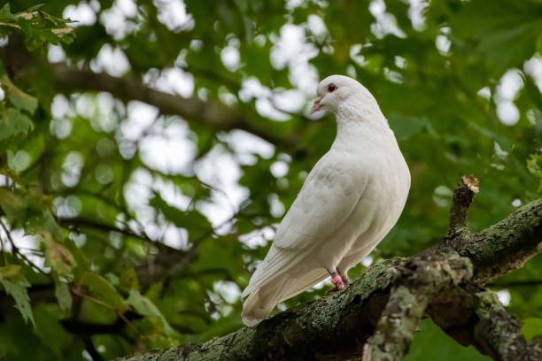 istock Selective focus closeup of a white dove perching on the tree branch 1440292272