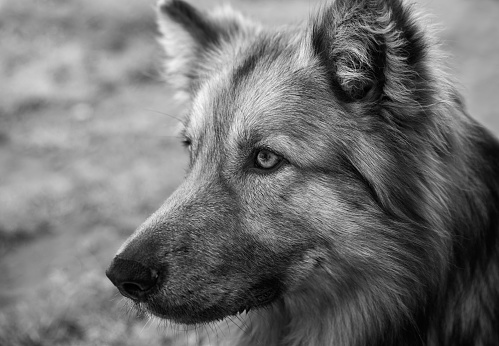A closeup grayscale shot of a German shepherd dog
