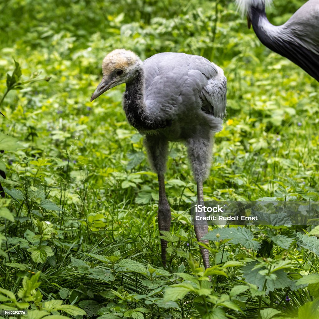 Beautiful yellow fluffy Demoiselle Crane baby gosling, Anthropoides virgo in a bright green meadow Beautiful yellow fluffy Demoiselle Crane baby gosling, Anthropoides virgo are living in the bright green meadow during the day time. It is a species of crane found in central Eurosiberia Animal Stock Photo