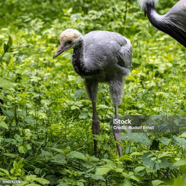 Beautiful Yellow Fluffy Demoiselle Crane Baby Gosling Anthropoides Virgo In A Bright Green Meadow Stock Photo - Download Image Now