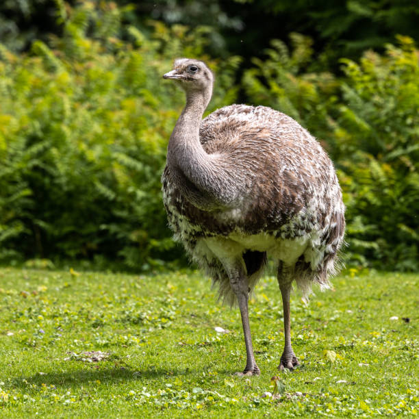 istock Darwin's rhea, Rhea pennata also known as the lesser rhea. 1440292842