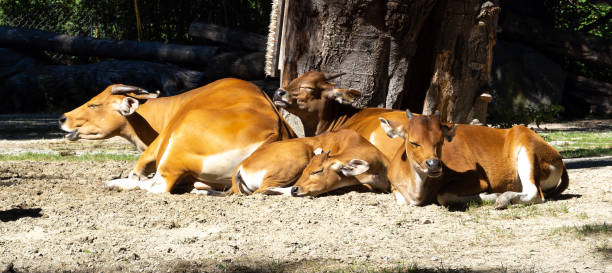 istock Banteng, Bos javanicus or Red Bull is a type of wild cattle. 1440292998