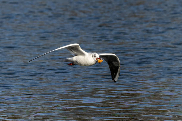 istock The European Herring Gull, Larus argentatus is a large gull 1440293357