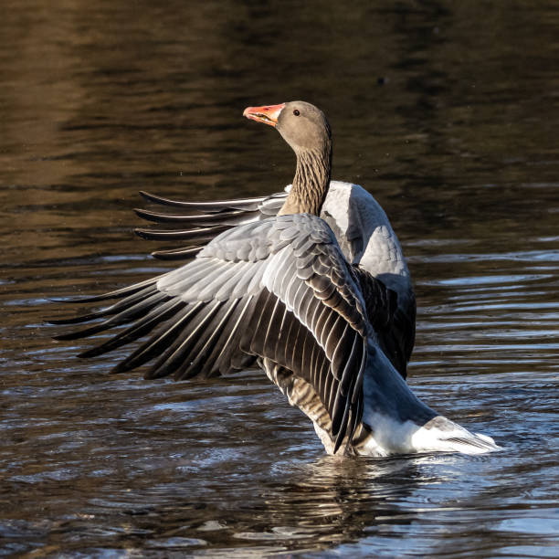 The greylag goose, Anser anser is a species of large goose The greylag goose, Anser anser is a species of large goose in the waterfowl family Anatidae and the type species of the genus Anser. greylag goose stock pictures, royalty-free photos & images