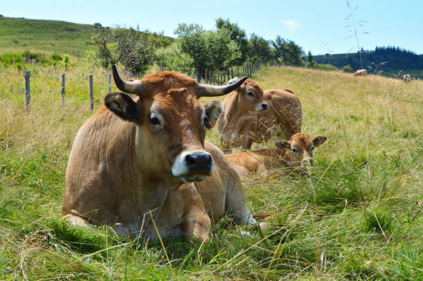 A mother cow with her calf. This is a Aubrac cow breed in the mountain pasture.