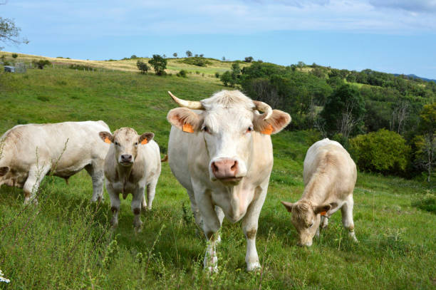 istock Herd of Charolais cow 1440294727