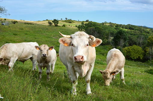 A herd of Charolais cow with a little calf, in a green pasture in the countryside.