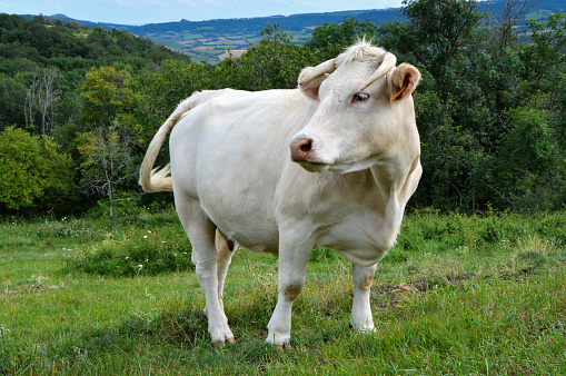 A Charolais cow in a meadow, in the countryside.