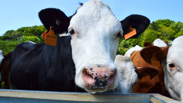 istock Herd of calves 1440294740