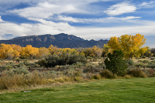 Albuquerque, NM, USA- November 08, 2022: A beautiful autumn day accentuates the colors of these cottonwood trees. The scientific name of the genus is Populus. Sandia Peak provides the background. This clip evokes feelings of health, well being and serenity.