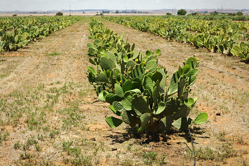 Rows of Prickly Pears in an outdoor farm