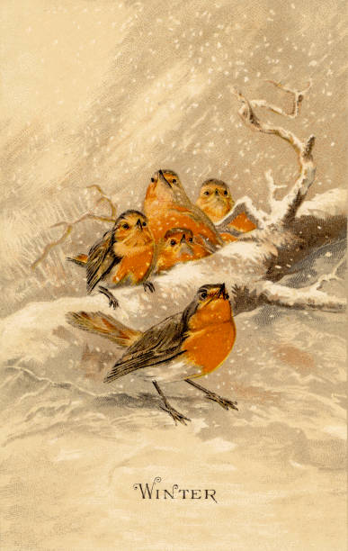 istock chromolithograph of European robins, Erithacus rubecula, outdoors in winter 1440297593