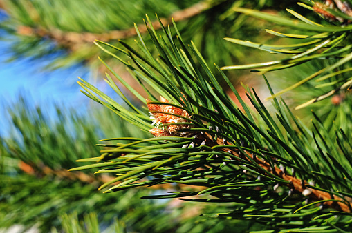 Colorful fresh green young pine branch with a young bud close-up.