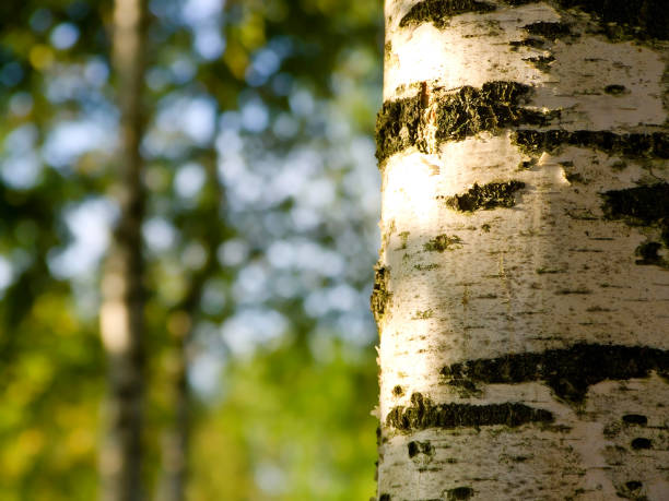 istock A beautiful trunc of birch tree in the forest with shadows. 1440299232
