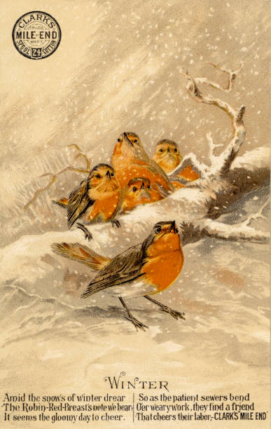istock chromolithograph of European robins, Erithacus rubecula, outdoors in winter 1440301192