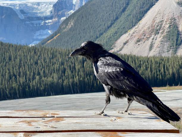 Raven at Icefield parkway stock photo