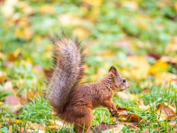 istock Squirrel in autumn hides nuts on the green grass with fallen yellow leaves 1440302273
