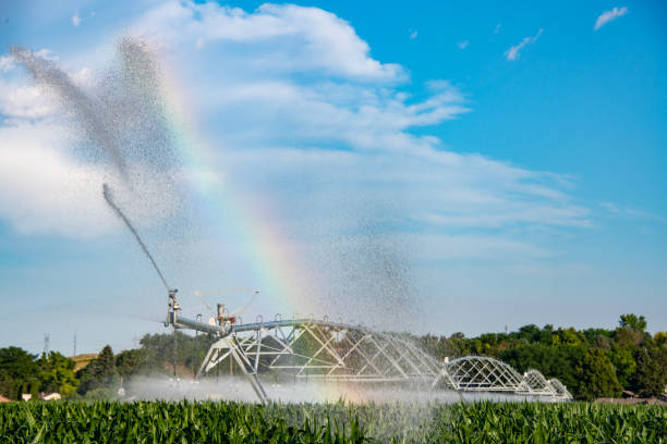 farm irrigation A large agricultural sprinkler is irrigating a corn field. It is generating a rainbow as it sprays water. robert michaud stock pictures, royalty-free photos & images