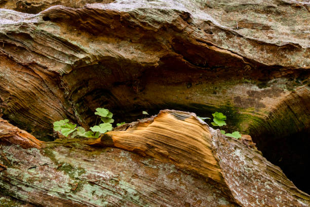 Bark on a fallen log Green plants against colorful bark on part of a fallen log. robert michaud stock pictures, royalty-free photos & images