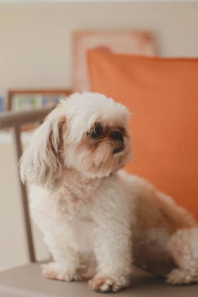 istock Vertical closeup shot of a cute white Pekapoo dog on blurred background 1440302518