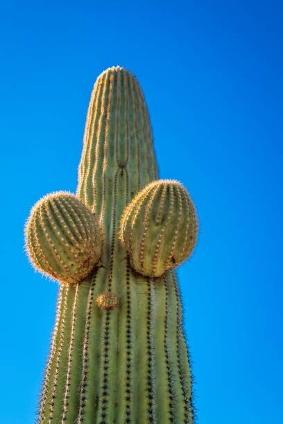 istock Saguaro cactus close-up against the blue sky 1440302669