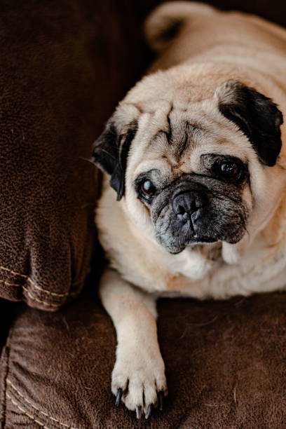 istock Pug Pet Portrait on Brown Couch 1440304340