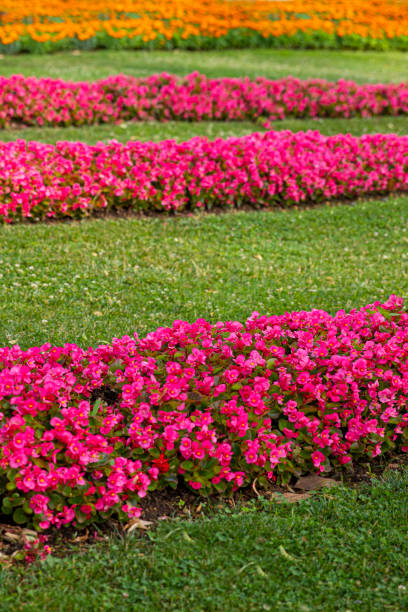 istock Close-up of Pİnk Flowers 1440306691