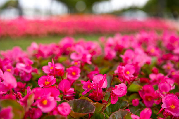 Pink flowers background