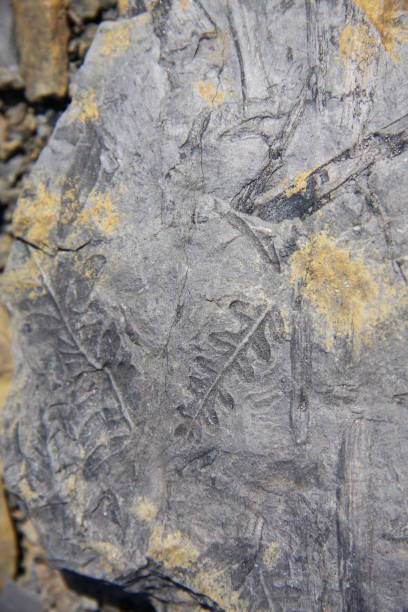 植物の化石 - fossil leaves ストックフォトと画像