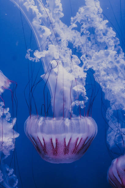 istock White Jellyfish dansing in the dark blue ocean water. 1440309130