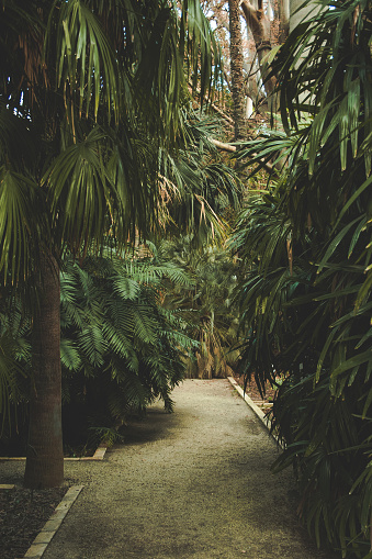beautiful park with green plants and palm trees, under which there is a sandy pedestrian path with concrete edges.