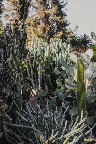 istock park with green giant cacti under a blue sky 1440309522