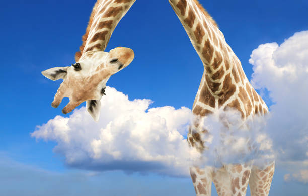 istock Giraffe face head hanging upside down. Curious gute giraffe peeks from above clouds 1440309588