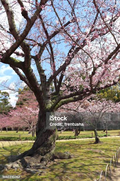 Blooming Sakura Trees In Koishikawa Korakuen Garden Okayama Japan Japanese Hanami Festival Stock Photo - Download Image Now