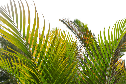 Palm leaves on white background. Itaipava, Rio de Janeiro, Brazil