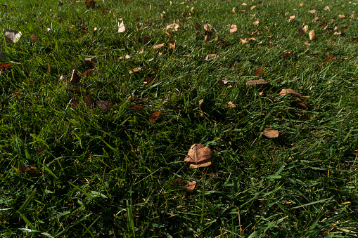 Autumn leaves on green grass