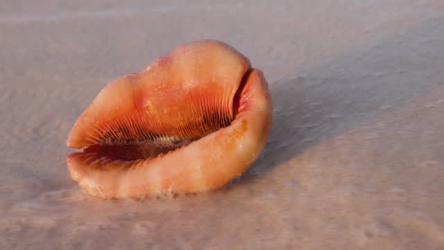 Close-up waves caressing a conch seashell on a beautiful tropical island beach