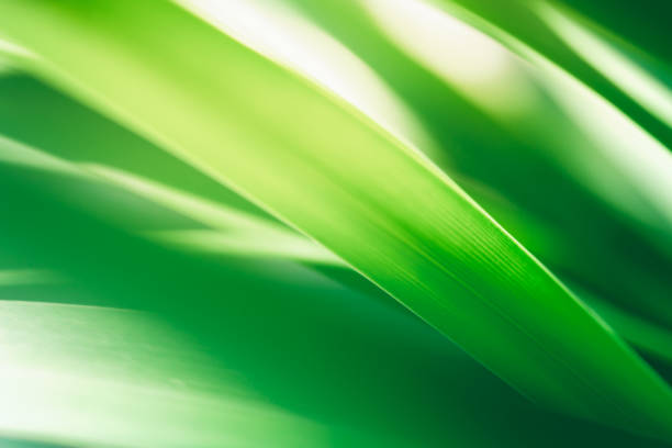 istock Abstract nature green blurred background nature leaf on greenery background in garden with copy space using as background wallpaper page concept. 1440316167